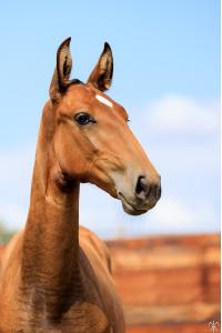 Photo cheval a vendre SOLIVA DE LA GESSE